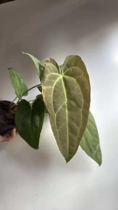 plant/Anthurium Red Crystal x Crystallinum 4" Pot-0-thumbnail