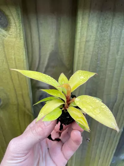 plant/New Hybrid! Philodendron Red King starter plant growers choice-2-thumbnail