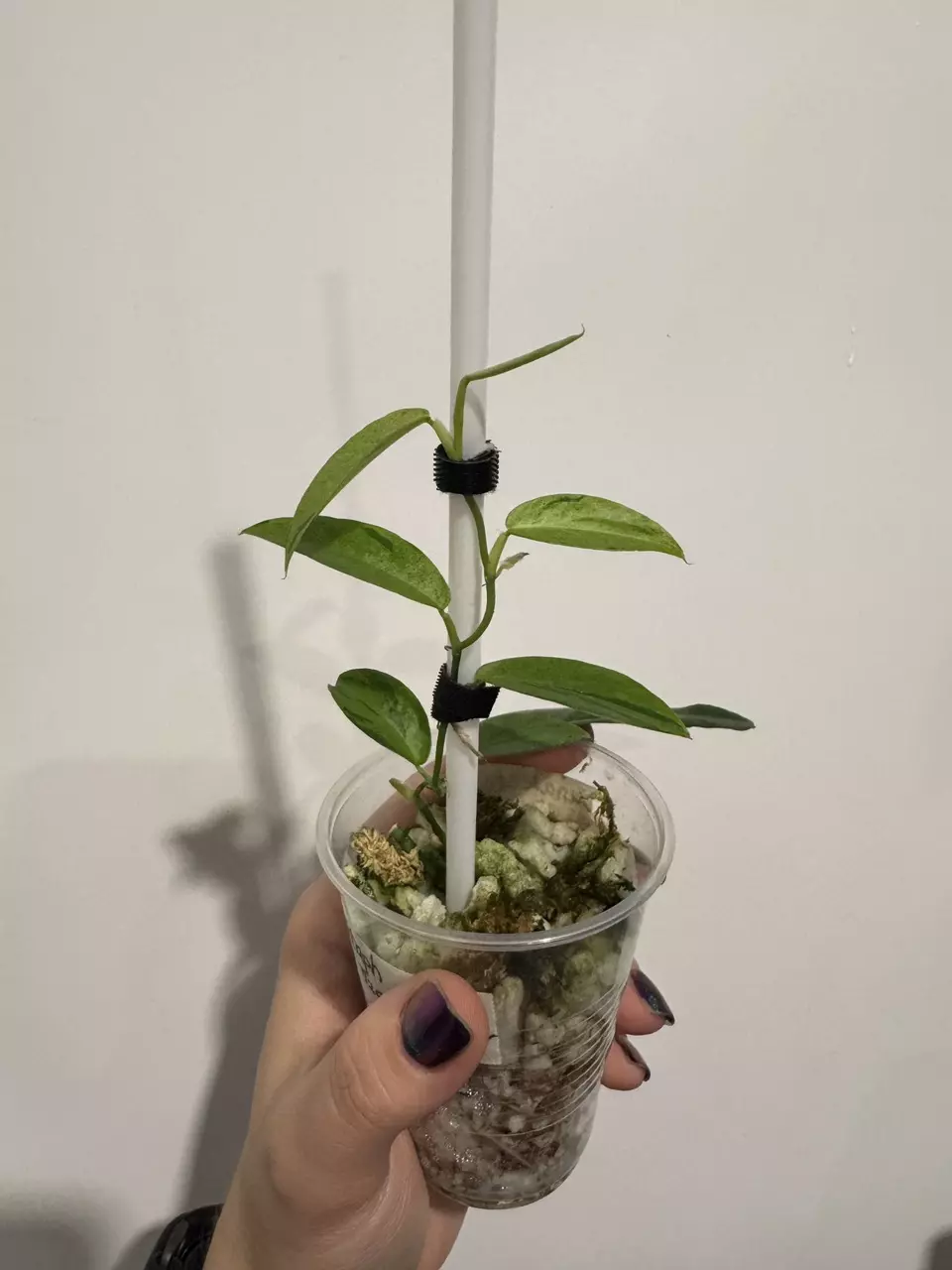 plant/NOID - Green on Green Rhaph or Giganteum-2