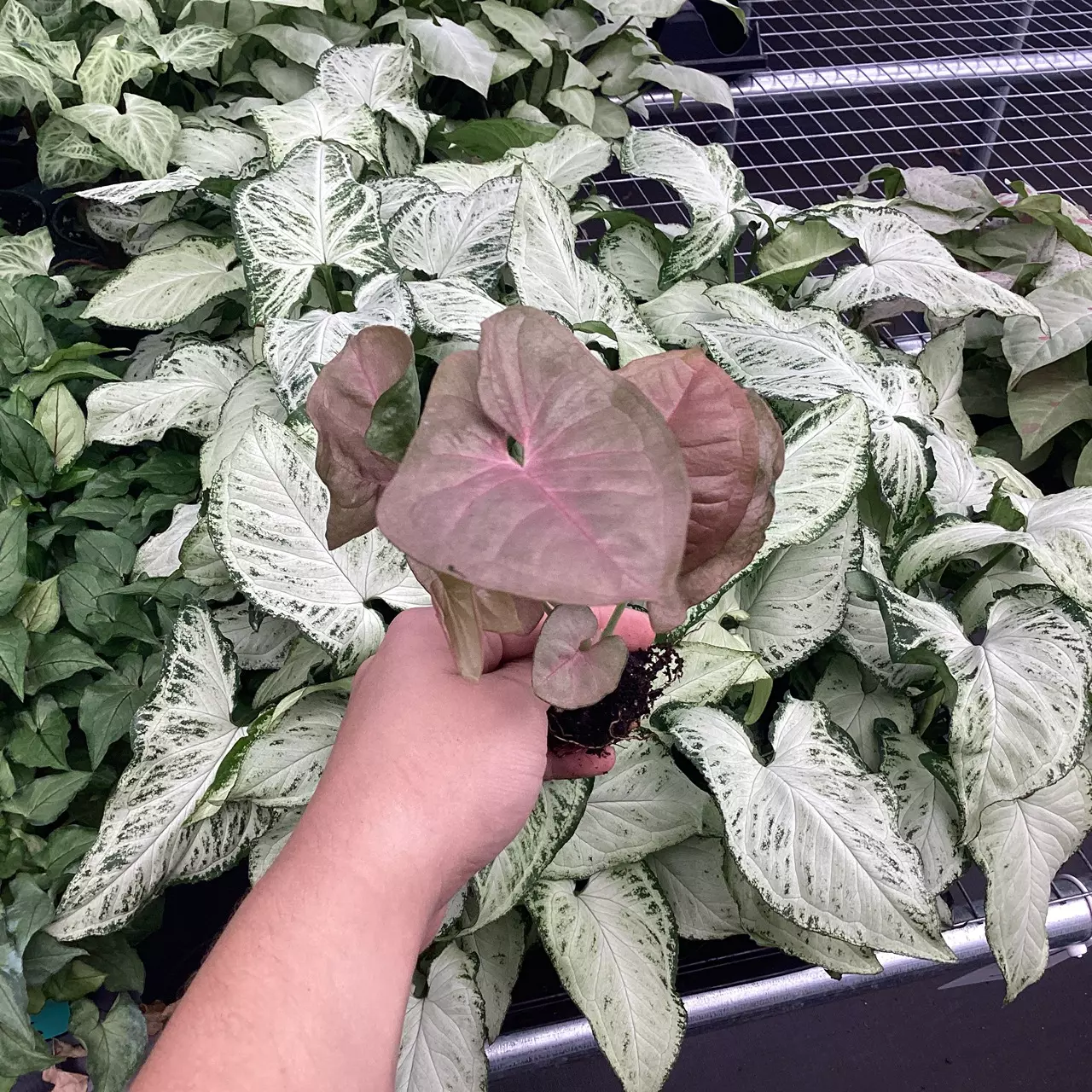 plant/Syngonium Singo Lava starter plant growers choice-1