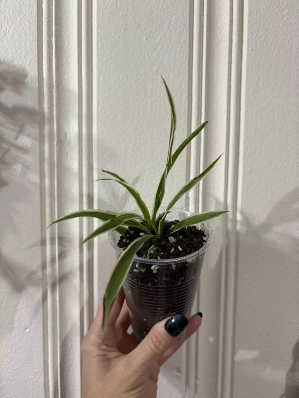 plant/Spider plants-0