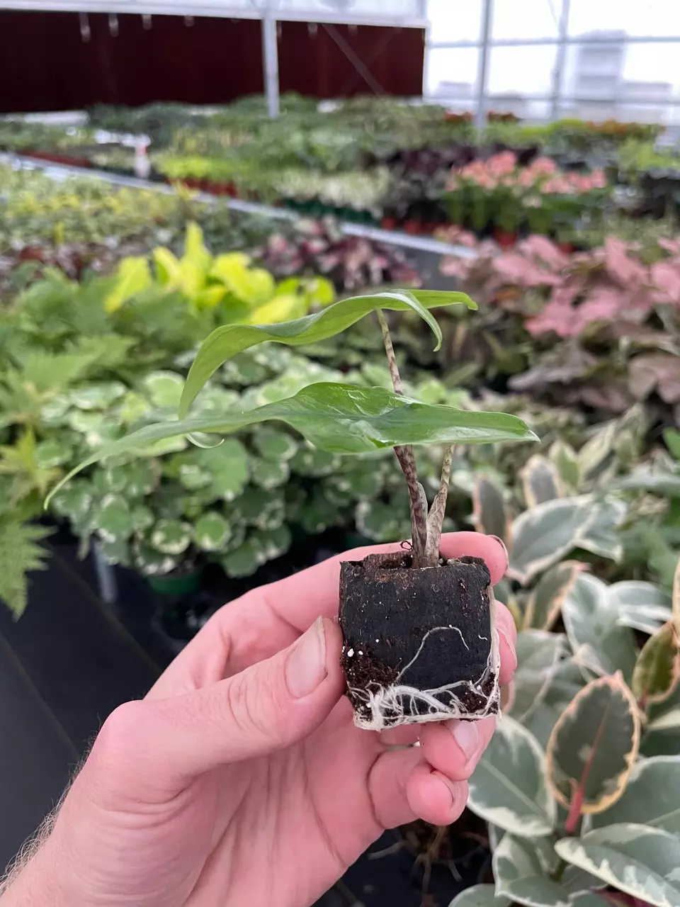 plant/Alocasia Tigrina Superba starter plant growers choice-4