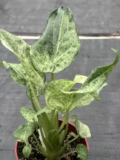 plant/RARE Alocasia cucullata 'White Marble' 4" | Albo Variegated Elephant Ear-4-thumbnail