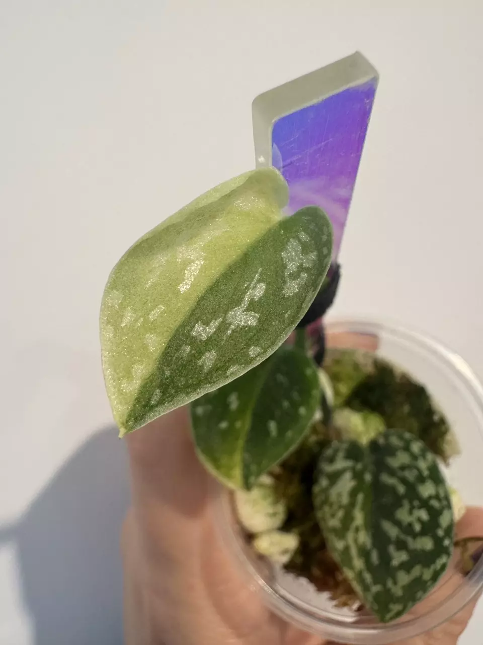 plant/Scindapsus variegated Snakeskin- Dara-0