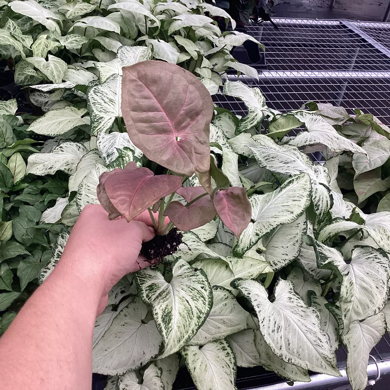 plant/Syngonium Singo Lava starter plant growers choice-4