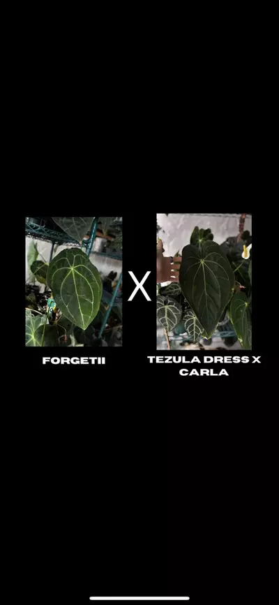 plant/$150 Value Mystery Seedling Box-6-thumbnail