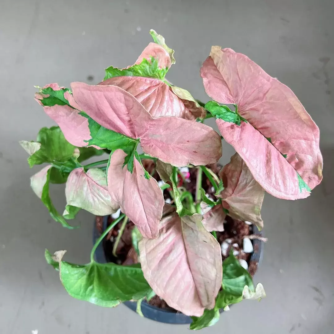 plant/Syngonium Singo Lava starter plant growers choice-0
