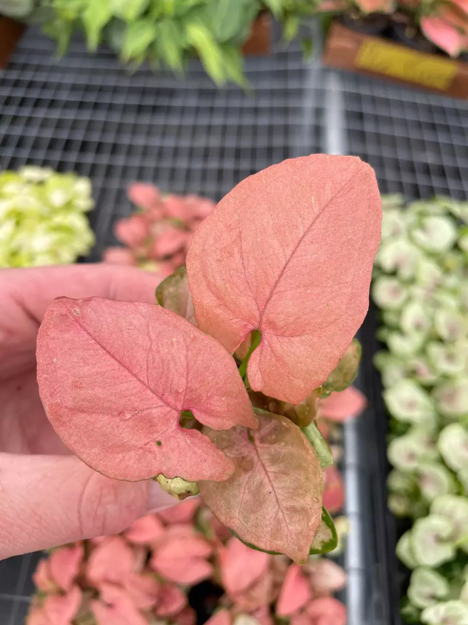 plant/Syngonium Coral starter plant growers choice-1