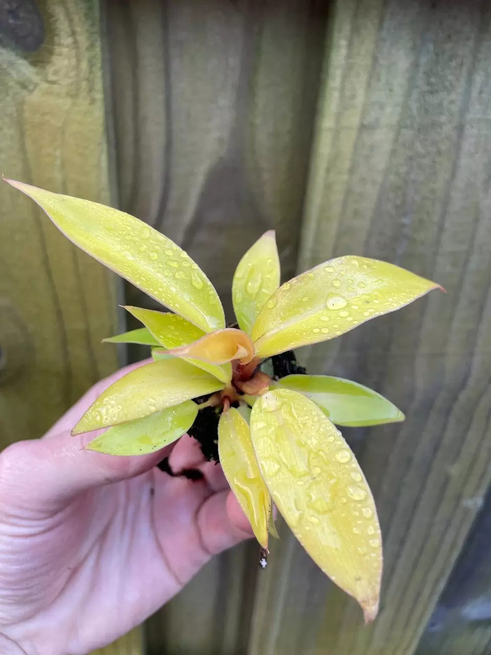 plant/New Hybrid! Philodendron Red King starter plant growers choice-1