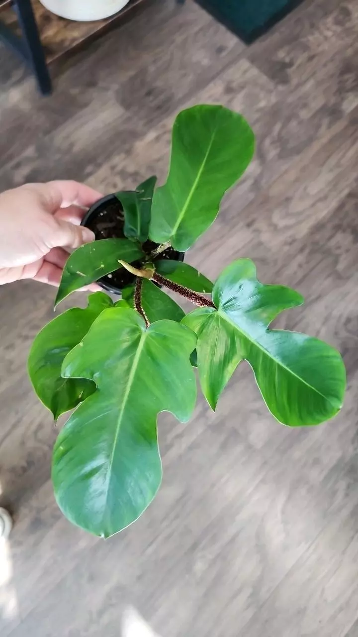 plant/Philodendron Squamiferum-0