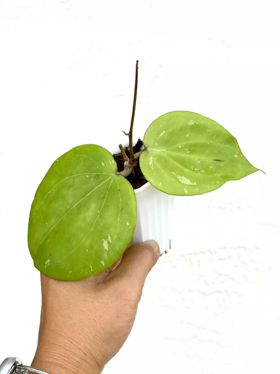 plant/Hoya Balaensis-0