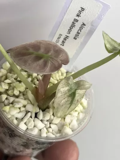 plant/Coming soon!!! Pink Variegated Balloon Heart-2-thumbnail