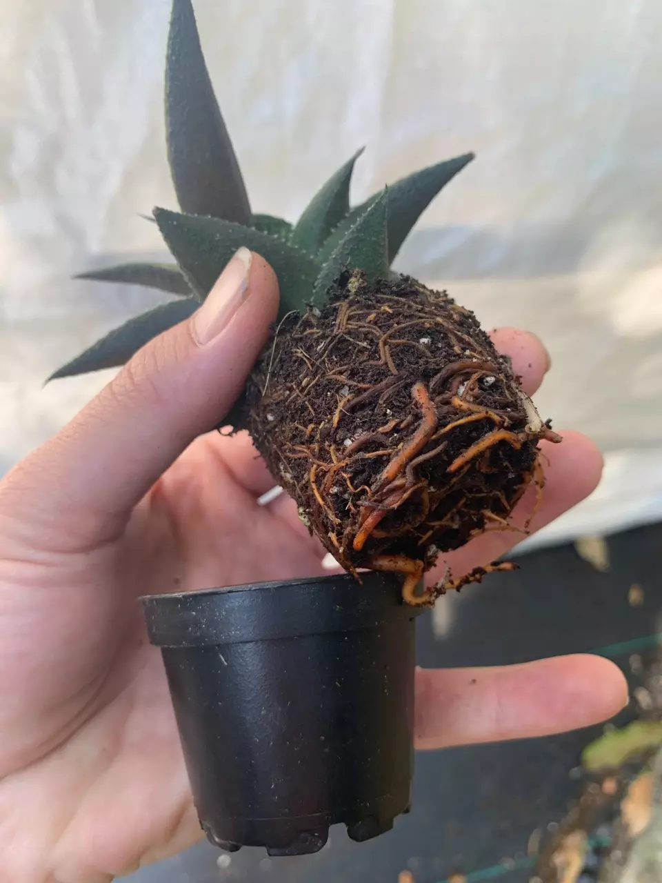 plant/Haworthia Tessellata starter plant growers choice-2