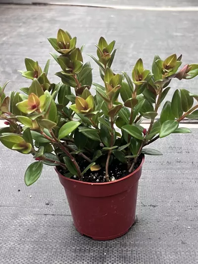 plant/Goldfish Plant 'Black Gold' 4" | Nematanthus Trailing Houseplant | Rare Goldfish-7-thumbnail