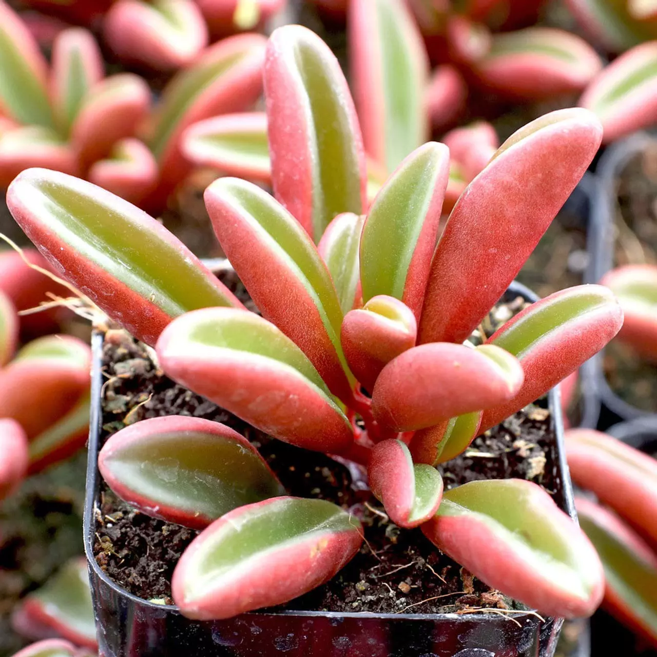 plant/Peperomia Graveolens Ruby Glow starter plant growers choice-0
