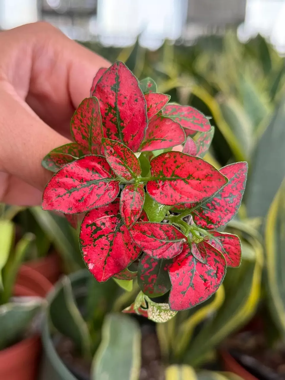 plant/Hypoestes Red starter plant growers choice-1