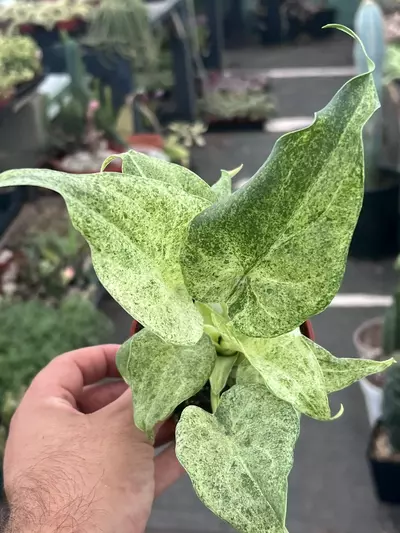 plant/RARE Alocasia cucullata 'White Marble' 4" | Albo Variegated Elephant Ear-2-thumbnail