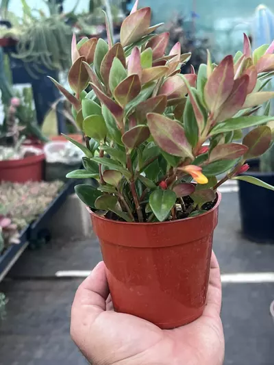 plant/Goldfish Plant 'Black Gold' 4" | Nematanthus Trailing Houseplant | Rare Goldfish-2-thumbnail