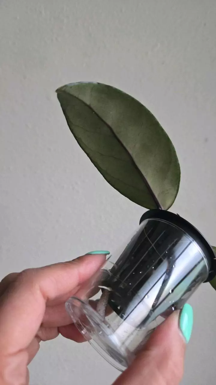 plant/Hoya sp Aceh Shogun #6505-4