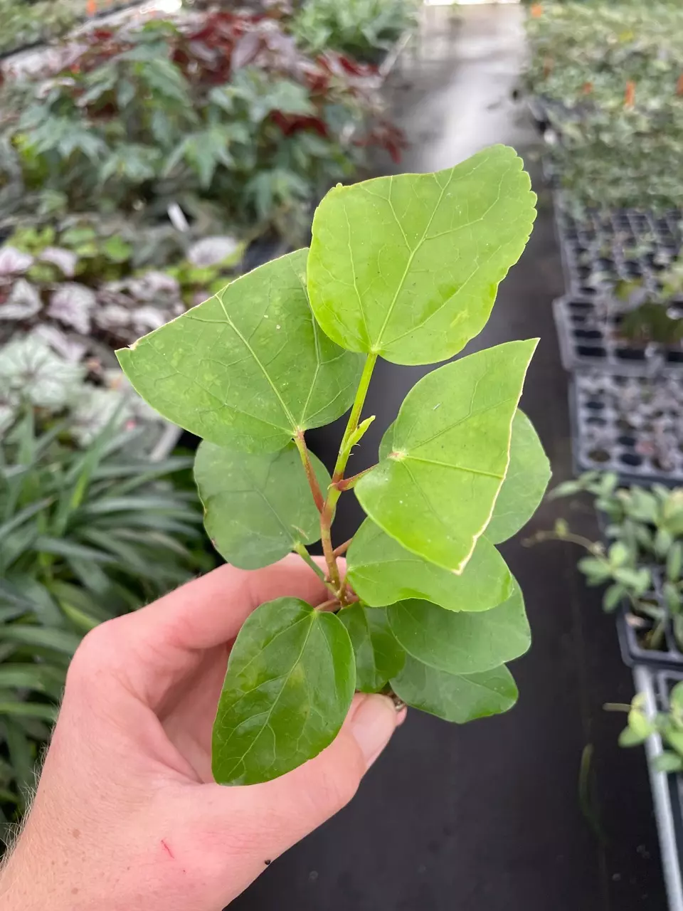 plant/Hibscus Cocoa Royale starter plant growers choice-1