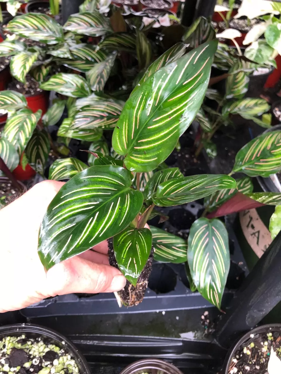 plant/Calathea Beauty Star starter plant growers choice DD6-1