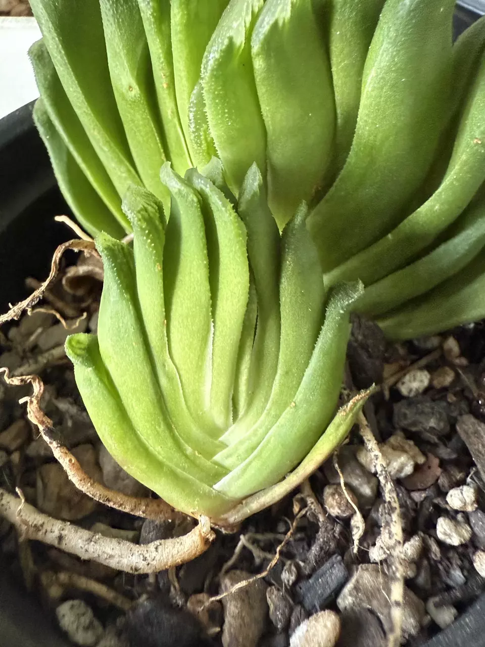 plant/Haworthia truncata-0