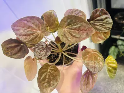 plant/Peperomia latte-2-thumbnail