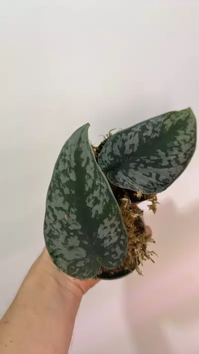 plant/Scindapsus Exotica Cutting-0-thumbnail
