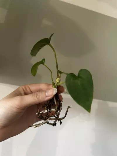 plant/Anthurium (AOS (Ace of Spades) x Pap) X Windy Dressleri Rooted Bottom Cutting-1-thumbnail