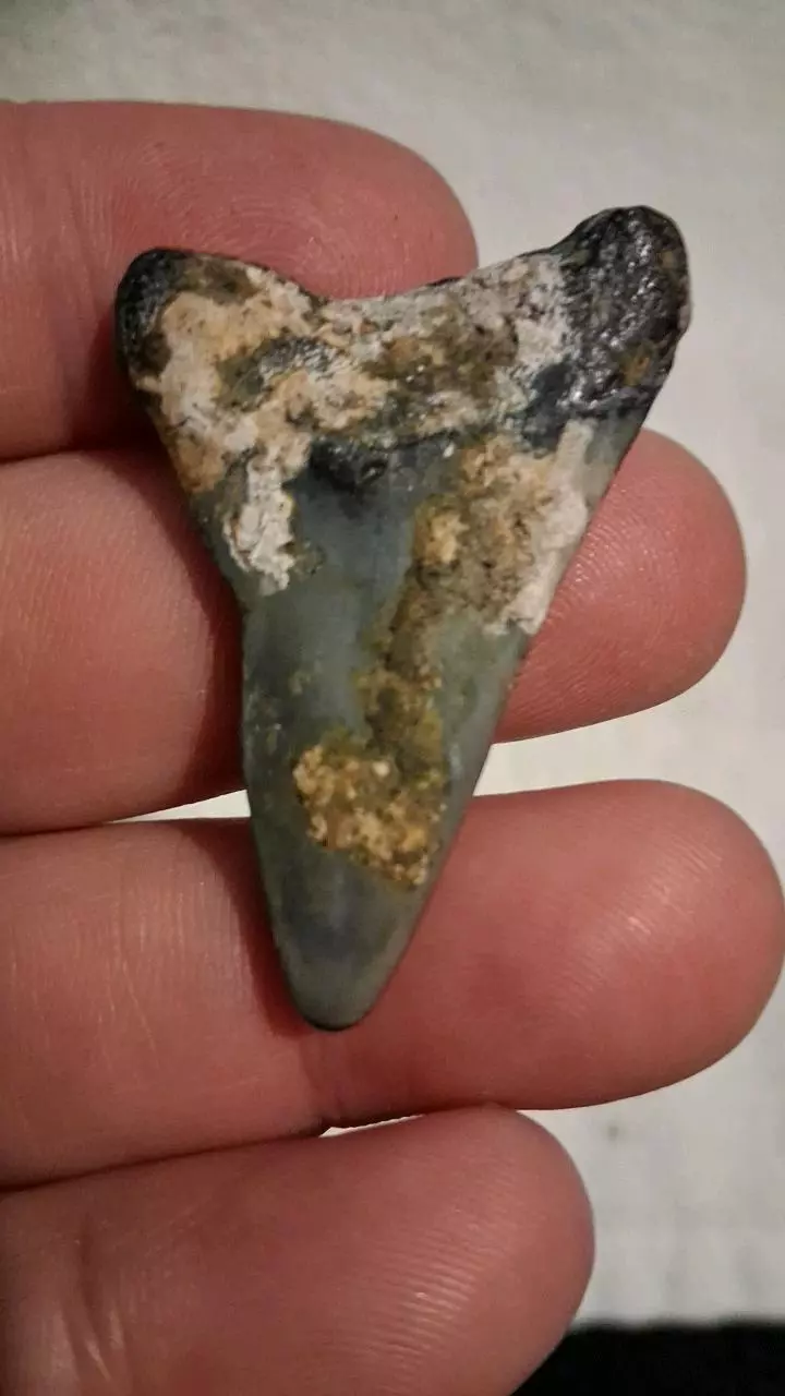 free_shipping/Hastalis-1