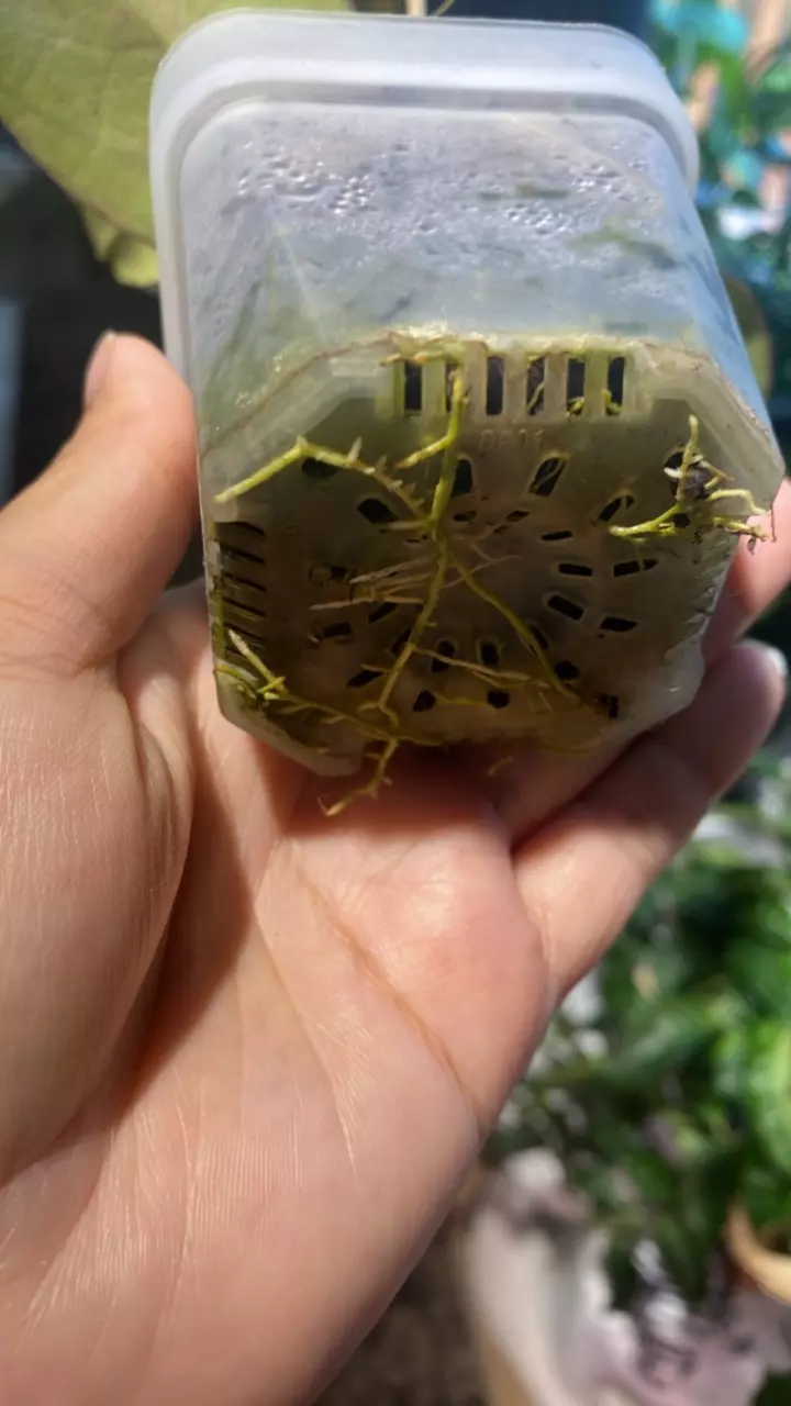 plant/Sunstressed Patchawalarai Ice-2
