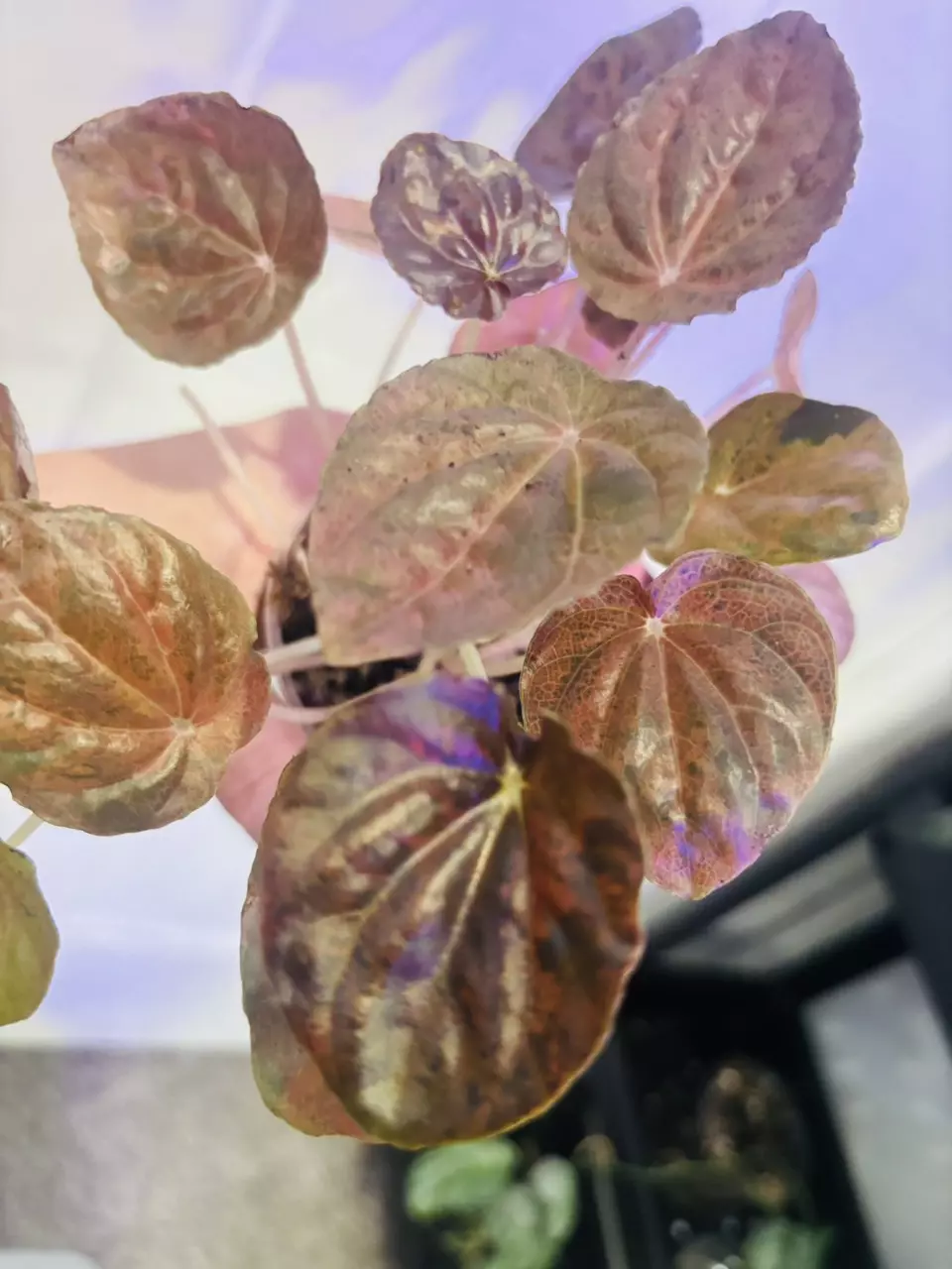 plant/Peperomia latte-0