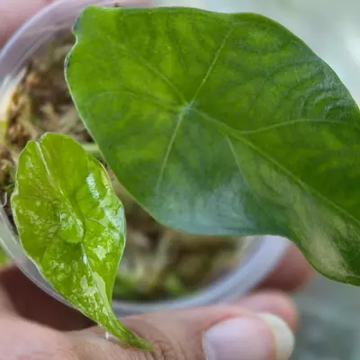 plant/Simpo Albo-1-thumbnail