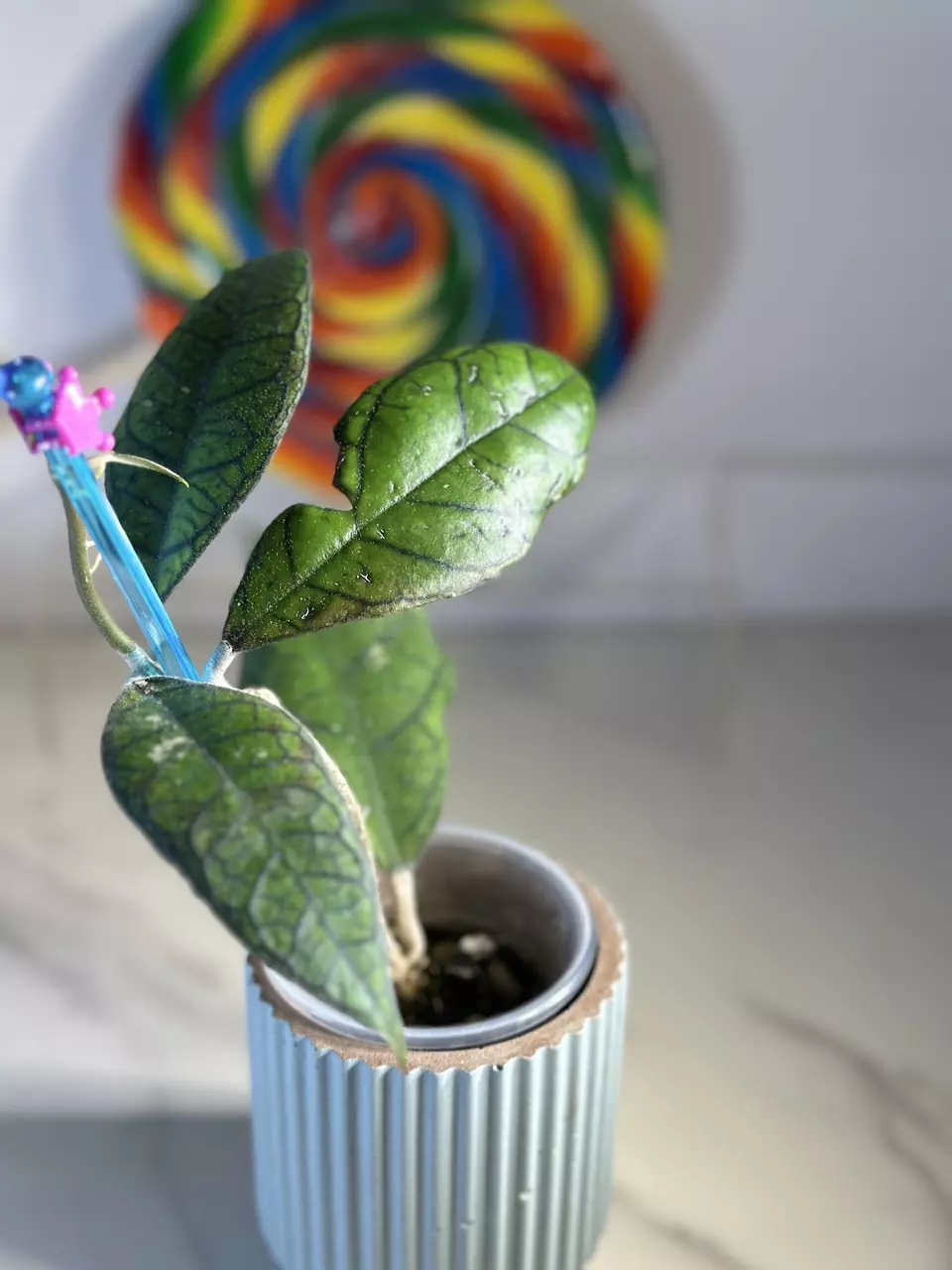 plant/Hoya AH 029-1