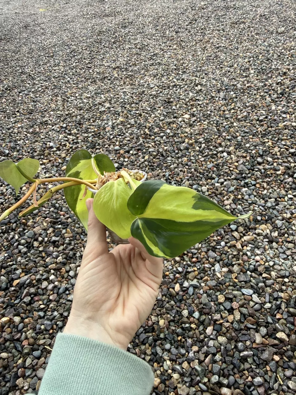 plant/Philodendron Brasil Cuttings *Growers Choice*-0