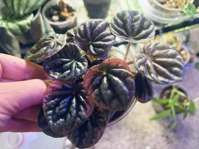 plant/Peperomia Abricos-1-thumbnail