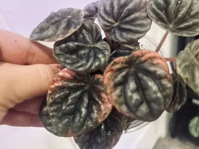 plant/Peperomia Abricos-2-thumbnail