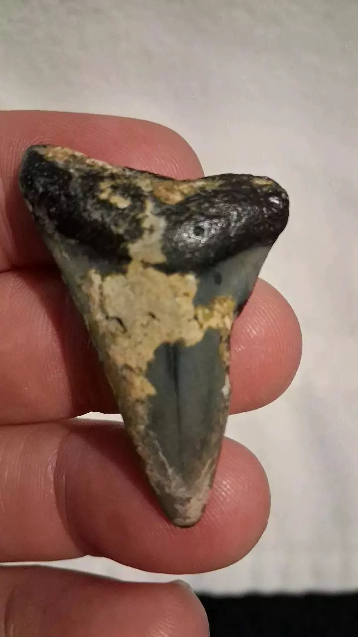 free_shipping/Hastalis-0