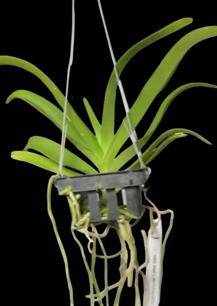 plant/Rhynchovanda  tubtim siam orchid-1