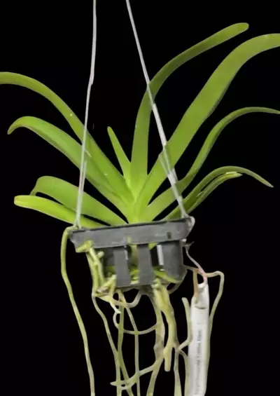 plant/Rhynchovanda  tubtim siam orchid-1-thumbnail