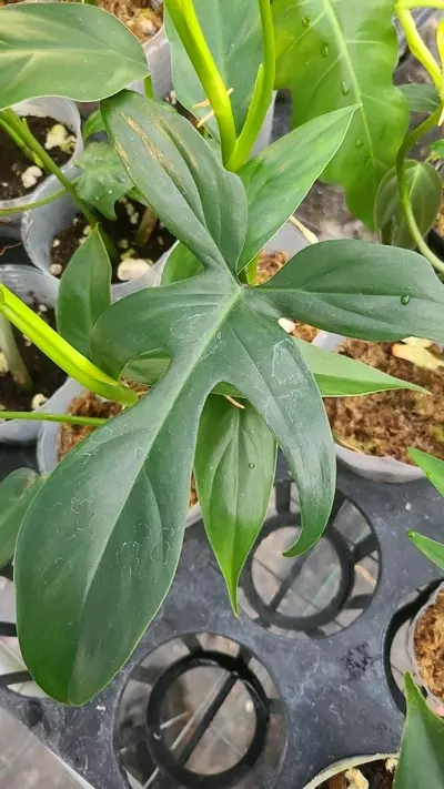 plant/Philodendron florida Ghost Dark-1-thumbnail