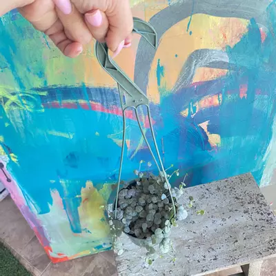 plant/Ceropegia String of Hearts 💕-5-thumbnail