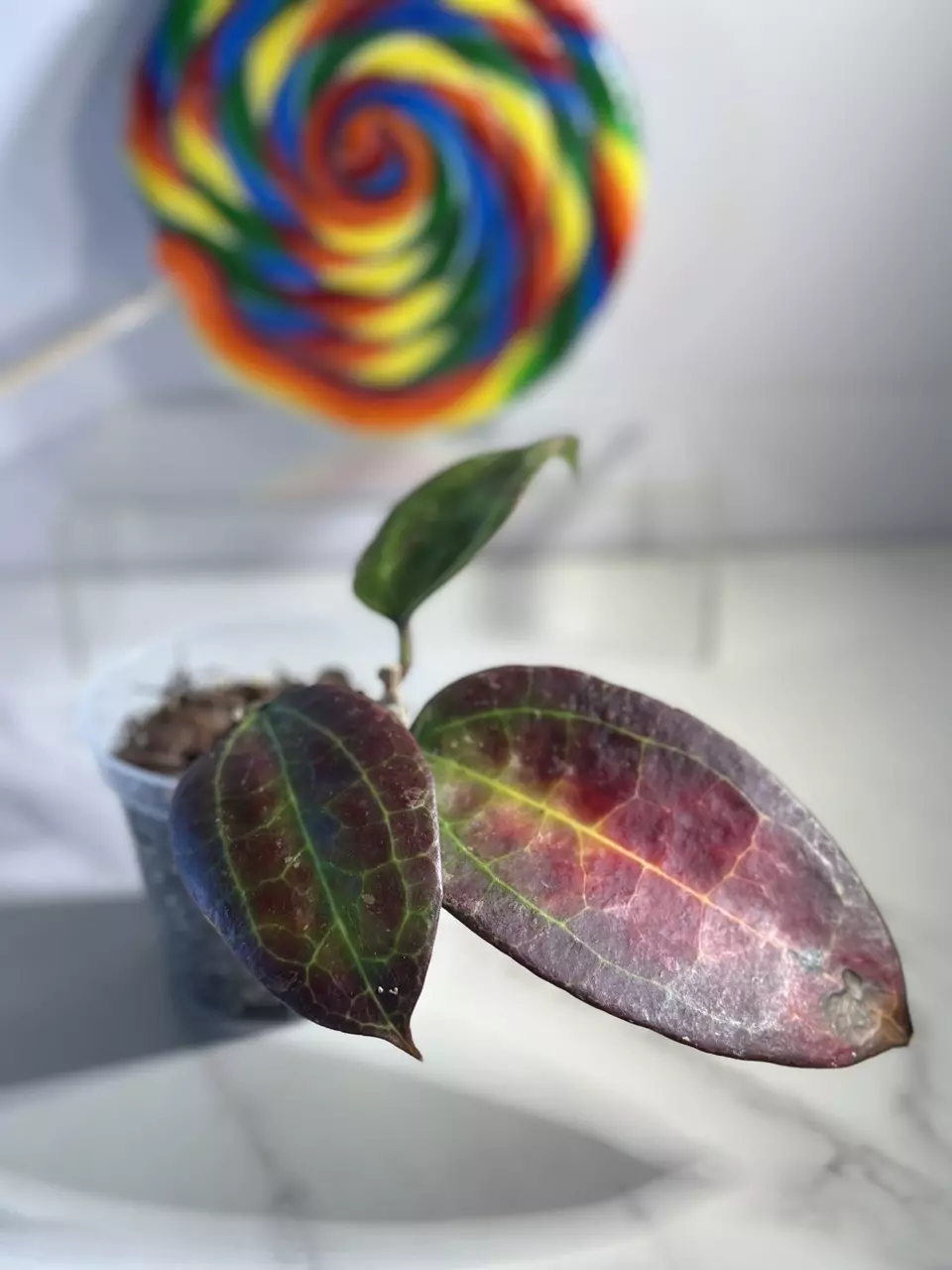 plant/Hoya sp.IV from WMZ-0