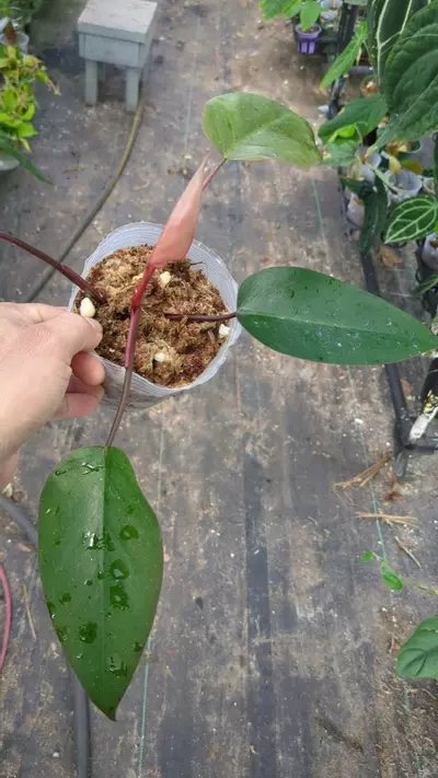 plant/Philodendron pink princess-0-thumbnail