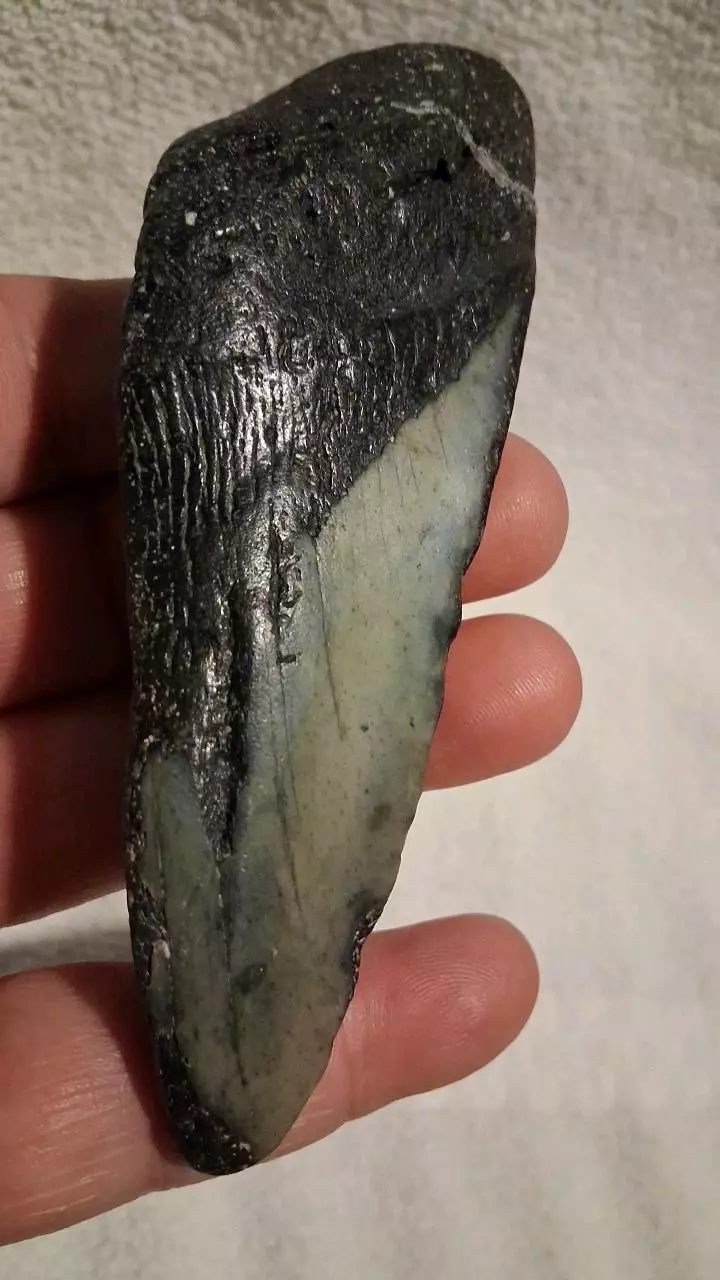 free_shipping/Megalodon Fragment-0