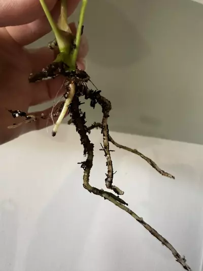 plant/Anthurium FS (Fort Sherman) Self X NSE AOS (Ace of Spades) Rooted Cutting-3-thumbnail