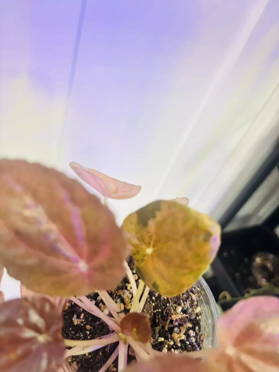 plant/Peperomia latte-4