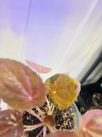 plant/Peperomia latte-4-thumbnail