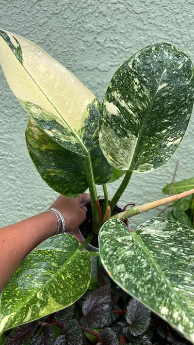 plant/Philodendron Congo Nuclear-5-thumbnail