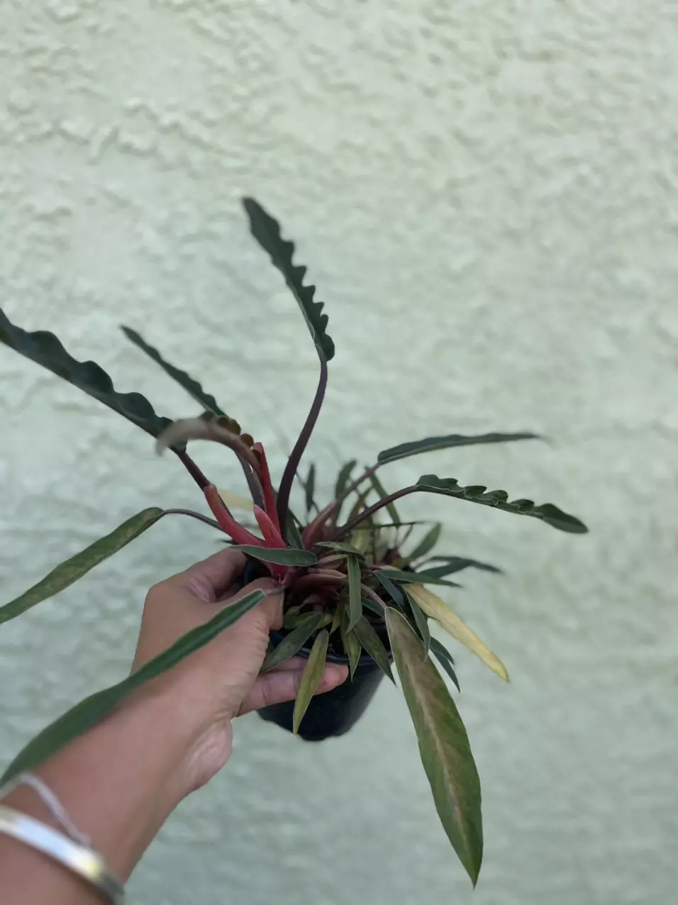 plant/Philodendron Pluto Multation-1